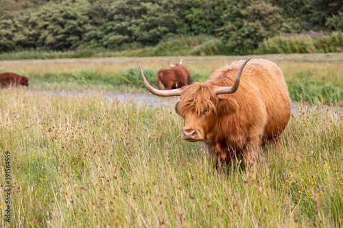 Scottish Highland Cattle grazing on Texel