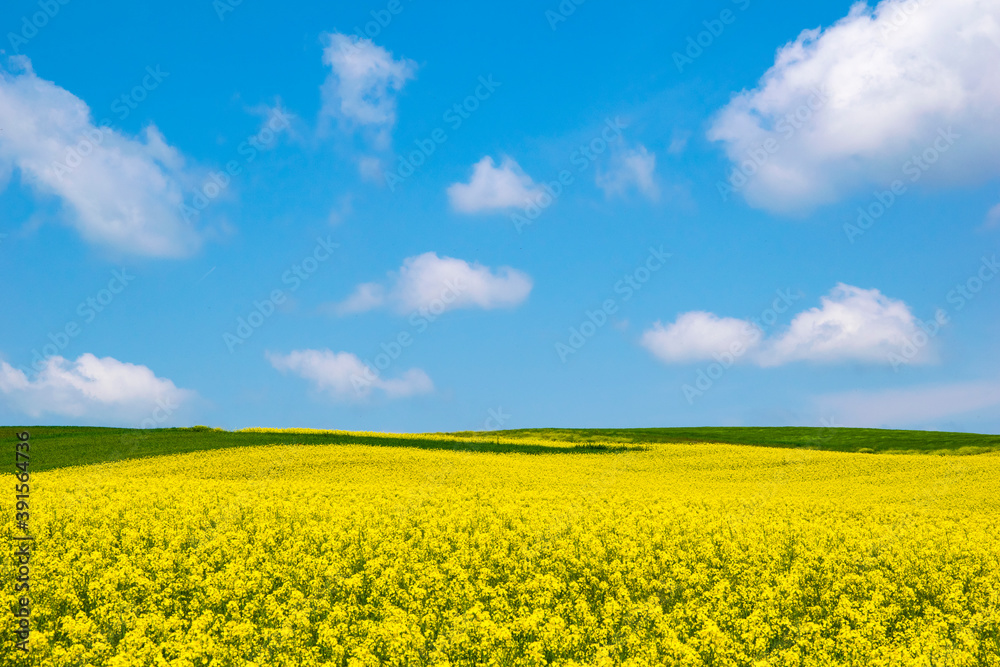 Yellow field rapeseed in bloom. Canola flowers, blue sky with white clouds
