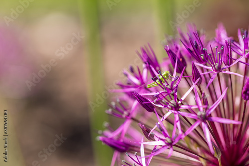 Flower Persian onion Purple / Allium cristophii