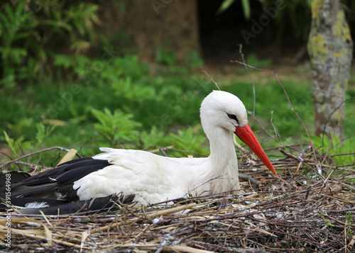 Obraz na plátne white stork in the nest