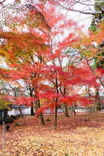 the beautiful Japan maple leaves (Momiji autumn colorful maple) garden at at the park at Eikando shrine in Kyoto, Japan.