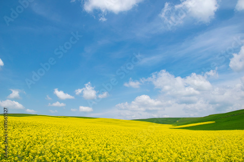 Yellow field rapeseed in bloom. Canola flowers  blue sky with white clouds