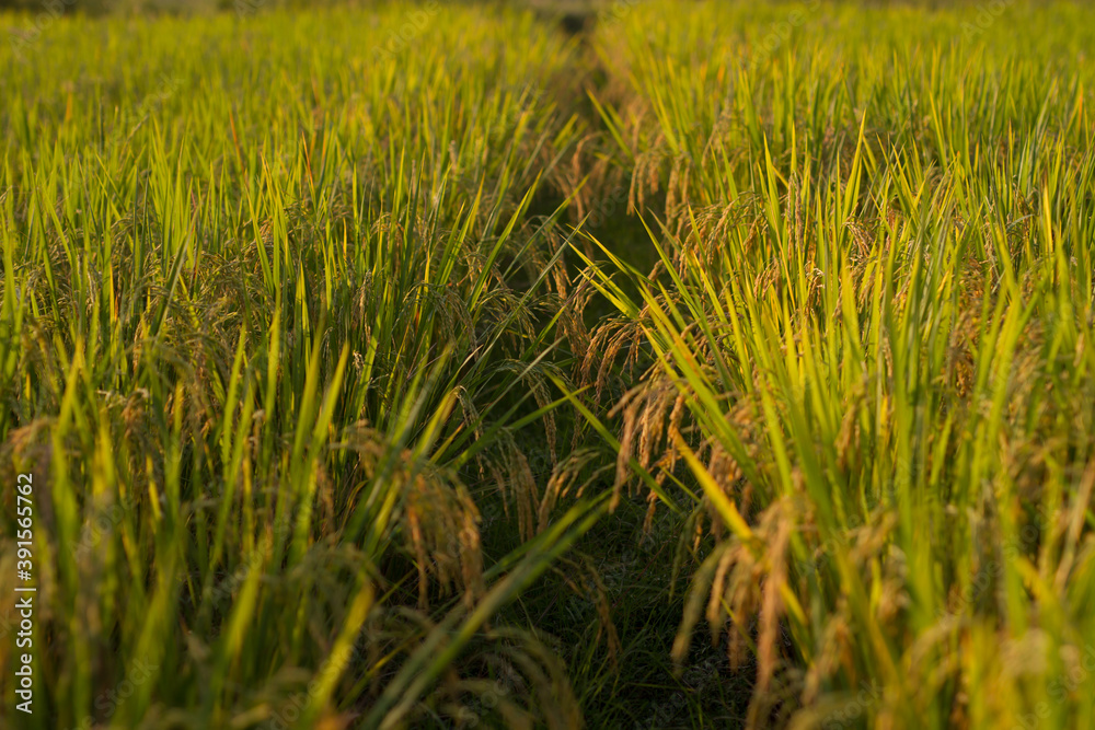 Shallow DOF of rice ears in middle path way of rice fields, Asian food and agriculture concept.