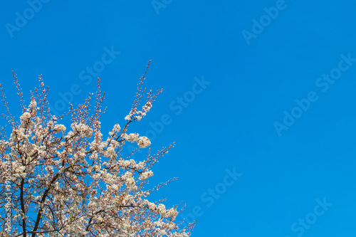 Blooming tree on a background of blue sky in sunny weather  copy space