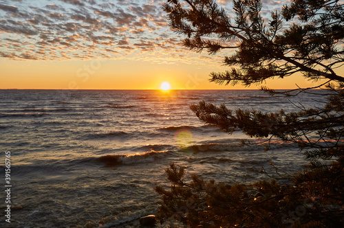 pine branches against the background of sunset and sea