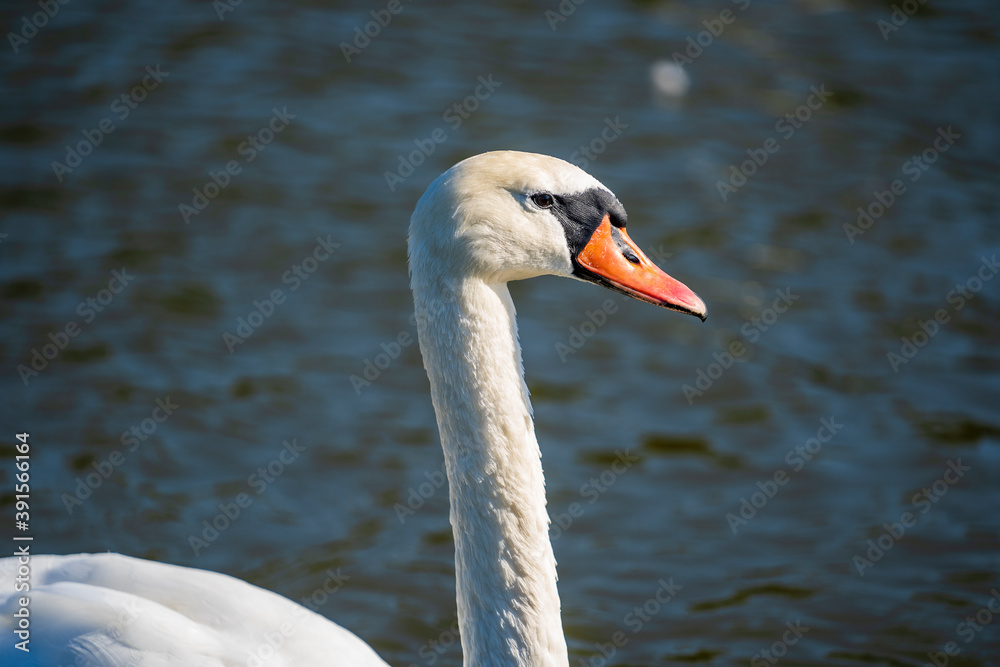 Wild white swans swim in the water on the pond Wild white swans swim in the water on the pond