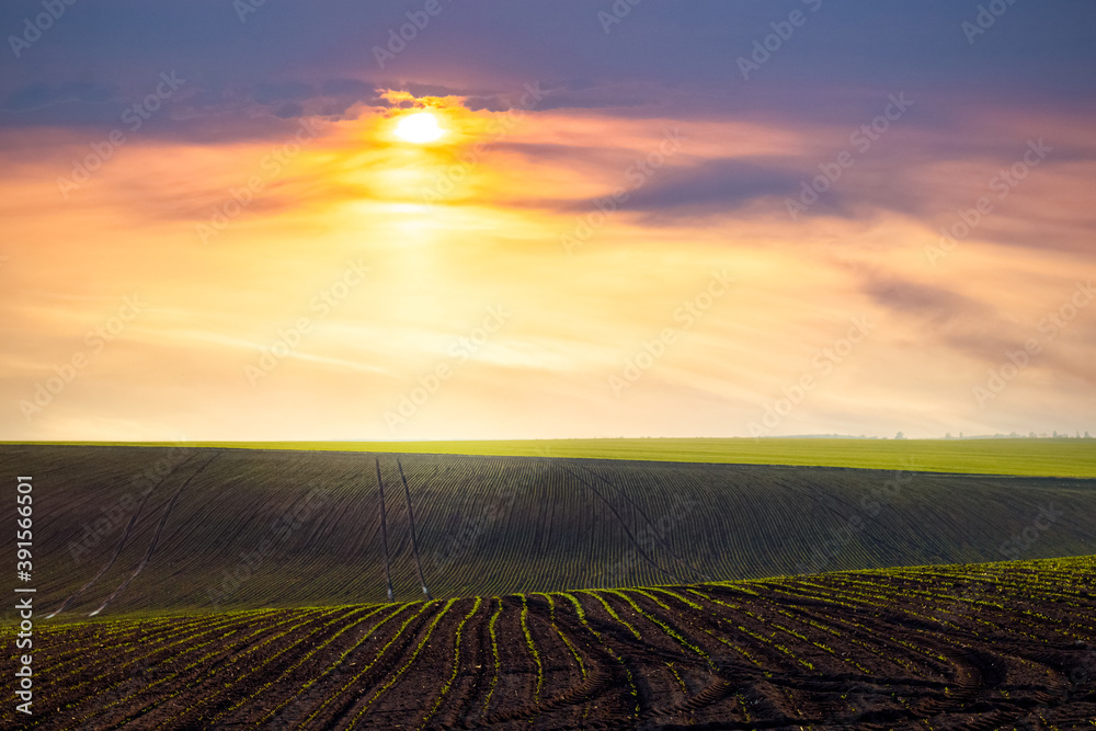 Spring field with rows of plants at sunset