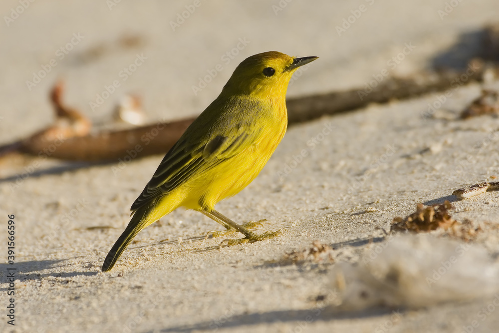 Yellow Warbler, Galapagos Islands, Ecuador Yellow Warbler, Galapagos Islands, Ecuador