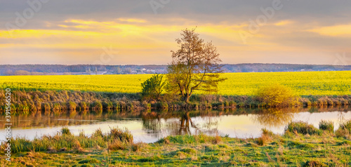 Spring landscape with river and yellow rapeseed field during sunset