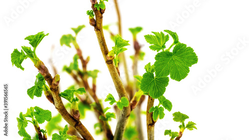 Currant branches with young delicate leaves on a white isolated background. The first spring greens_