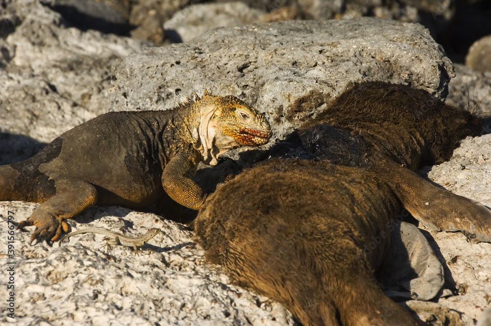 Land Iguana feeding on a dead fur seal, Galapagos Islands, Ecuador. Land Iguana feeding on a dead fur seal, Galapagos Islands, Ecuador.