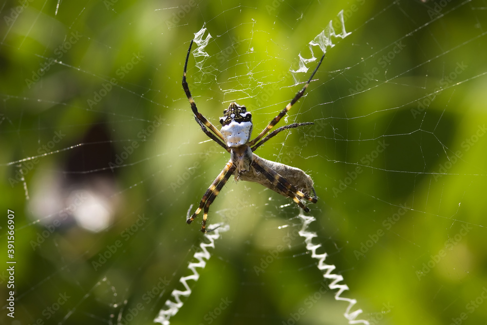 Zig-zag Spider on its net, Galapagos Islands, Ecuador. Zig-zag Spider on its net, Galapagos Islands, Ecuador.