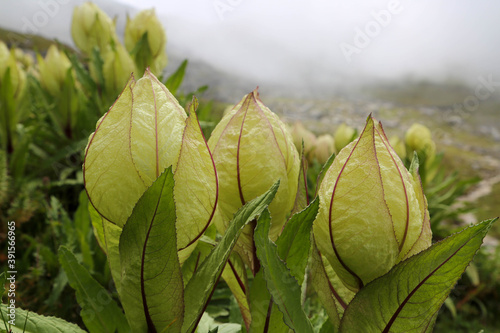 Flower of Himalayas Brahma Kamal scientific name Saussurea obvallata. Saussurea obvallata is a species of flowering plant in the Asteraceae.  photo