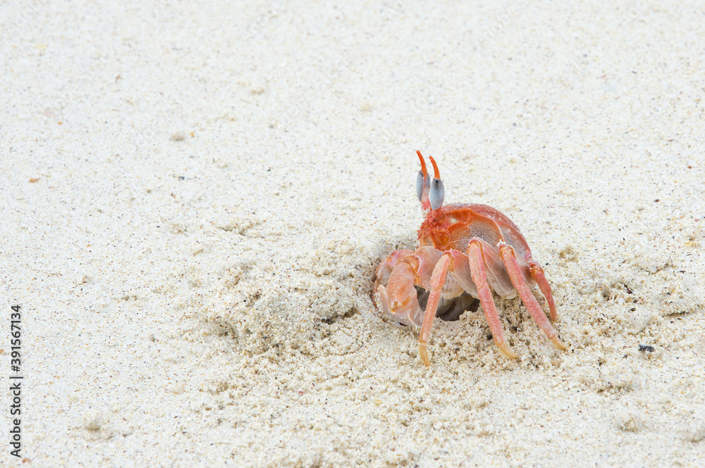Ghost crab (Ocypode Gaudichaudii), San Cristobal Island, Galapagos, Ecuador, Unesco World Heritage Site Ghost crab (Ocypode Gaudichaudii), San Cristobal Island, Galapagos, Ecuador, Unesco World Heritage Site