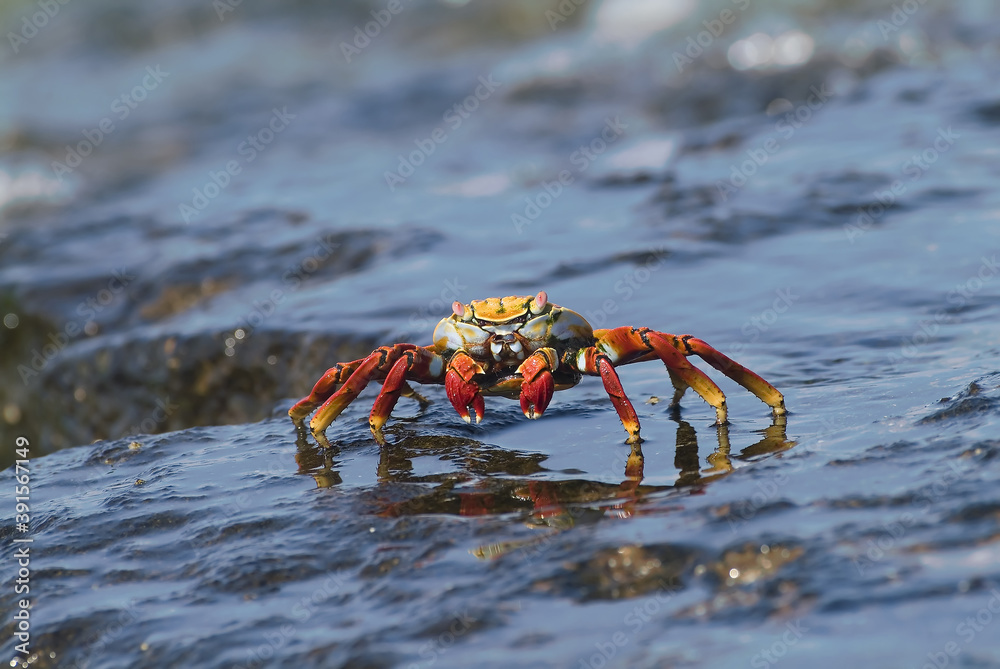 Sally Lightfoot crab, Bartolome Island, Galapagos Islands, UNESCO World Heritage Site, Ecuador Sally Lightfoot crab, Bartolome Island, Galapagos Islands, UNESCO World Heritage Site, Ecuador