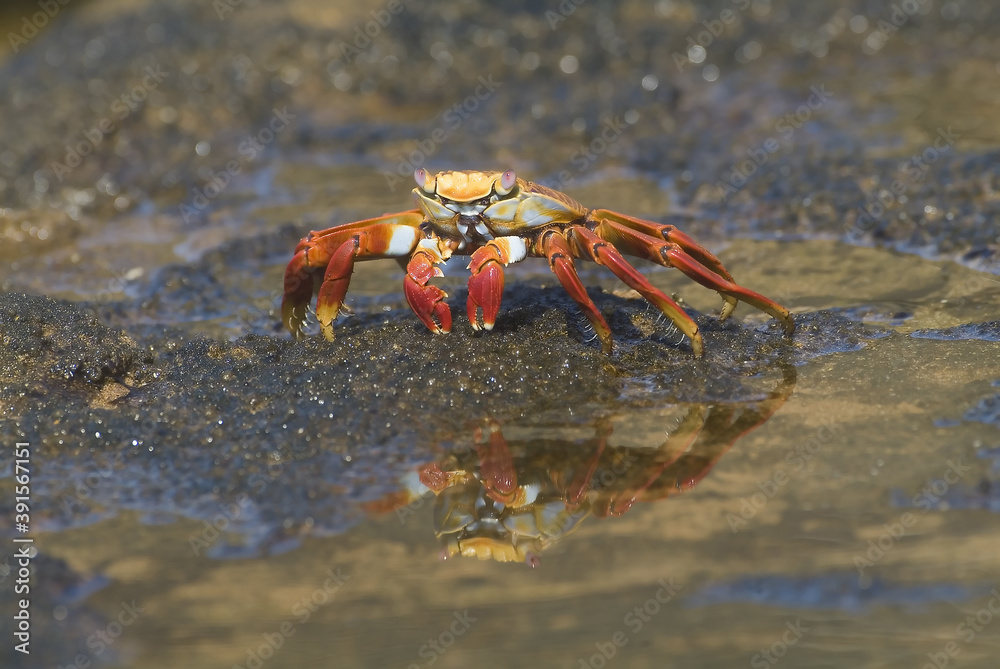 Sally Lightfoot crab, Bartolome Island, Galapagos Islands, UNESCO World Heritage Site, Ecuador