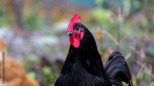 Black rooster close up on blurred background