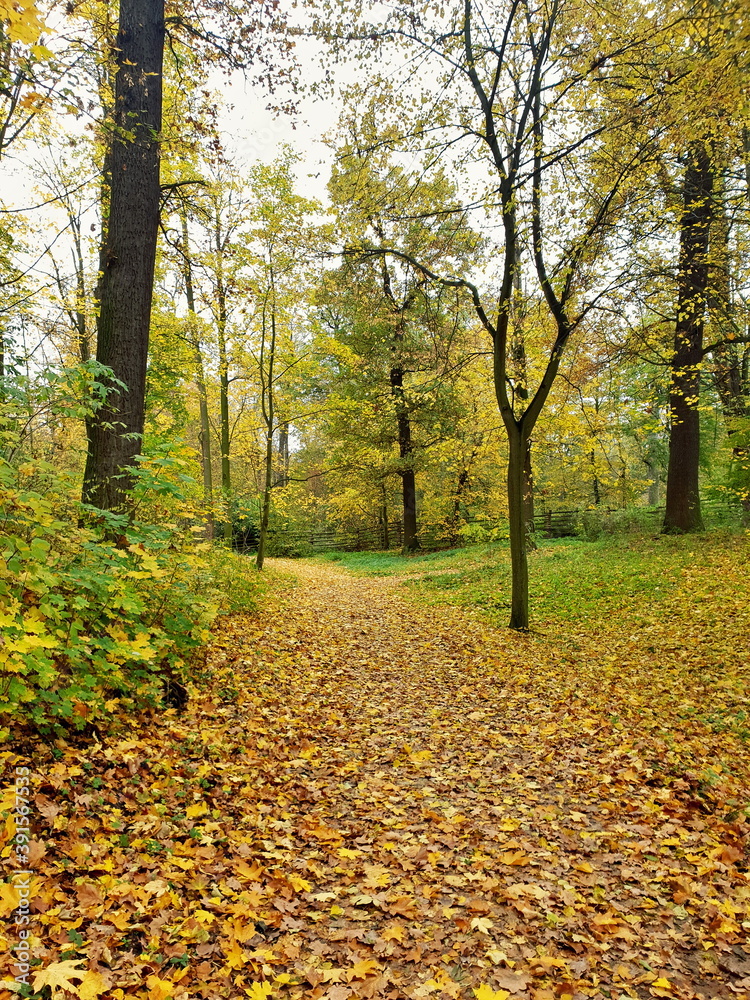 Path covered with leaves in forest, autumn season. Path covered with leaves in forest, autumn season.