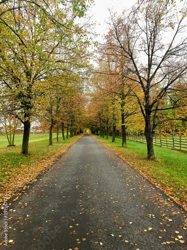 Autumn alley path