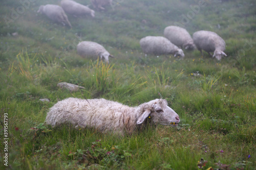 Himalayan sheep in upper Himalaya region. Sheep are quadrupedal, ruminant mammals typically kept as livestock. Like most ruminant. High quality photo photo