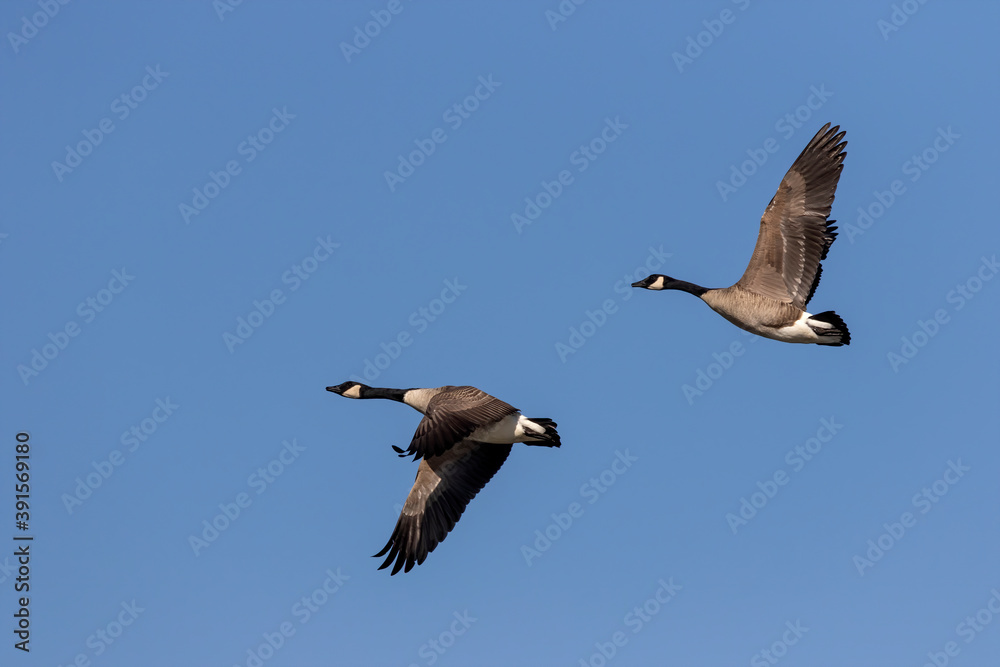 Fototapeta premium Canadian geese in flight