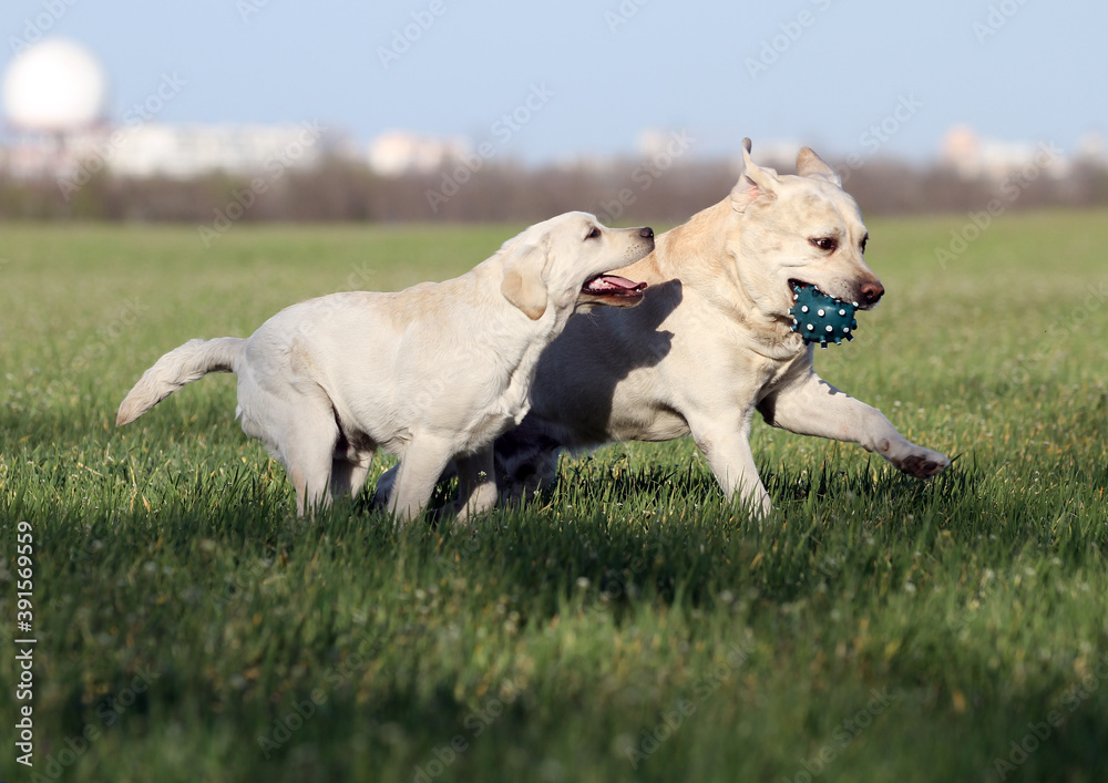 two lovely nice sweet yellow labradors in the park two lovely nice sweet yellow labradors in the park