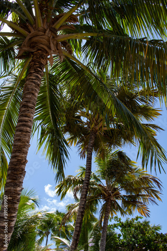 Numerous canopies of palm trees on the beach. Foliage of coconut trees.