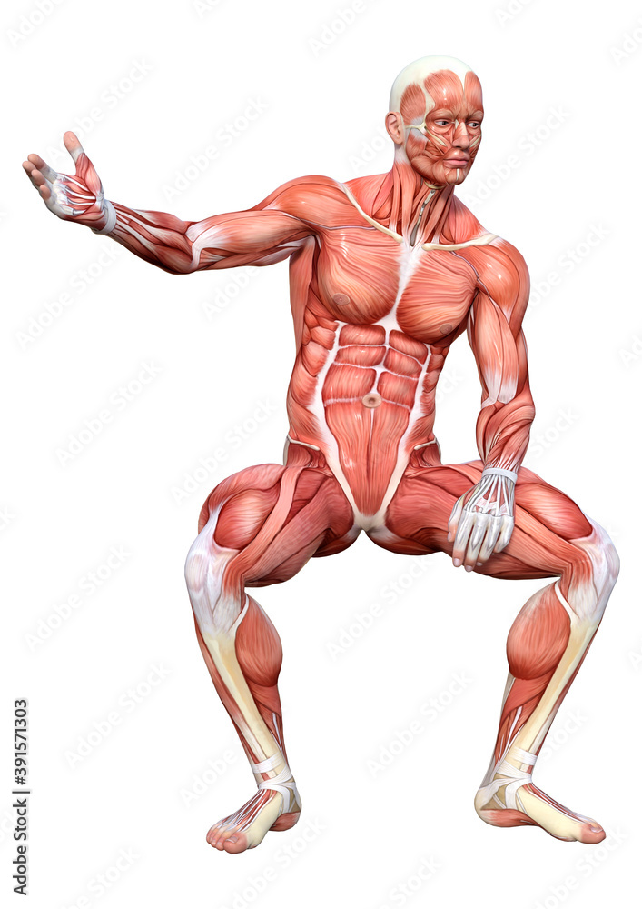 3D Rendering Male Anatomy Figure on White 3D Rendering Male Anatomy Figure on White