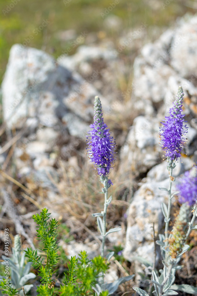Green foliage and violet flowering spikes of Veronica incana Green foliage and violet flowering spikes of Veronica incana