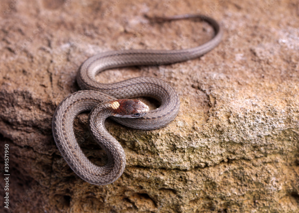 Northern red-belly snake crawling on a rock Northern red-belly snake crawling on a rock