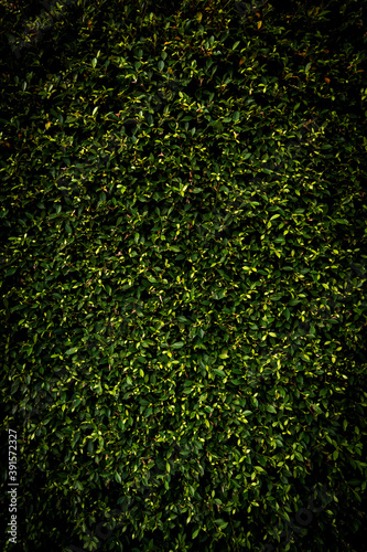 black leaf square frame. Green leaves background or the natural dark walls texture.