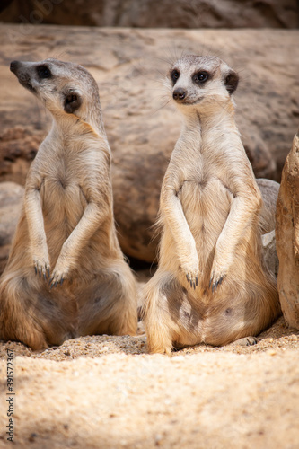 Several meerkats stand together in the barren sand