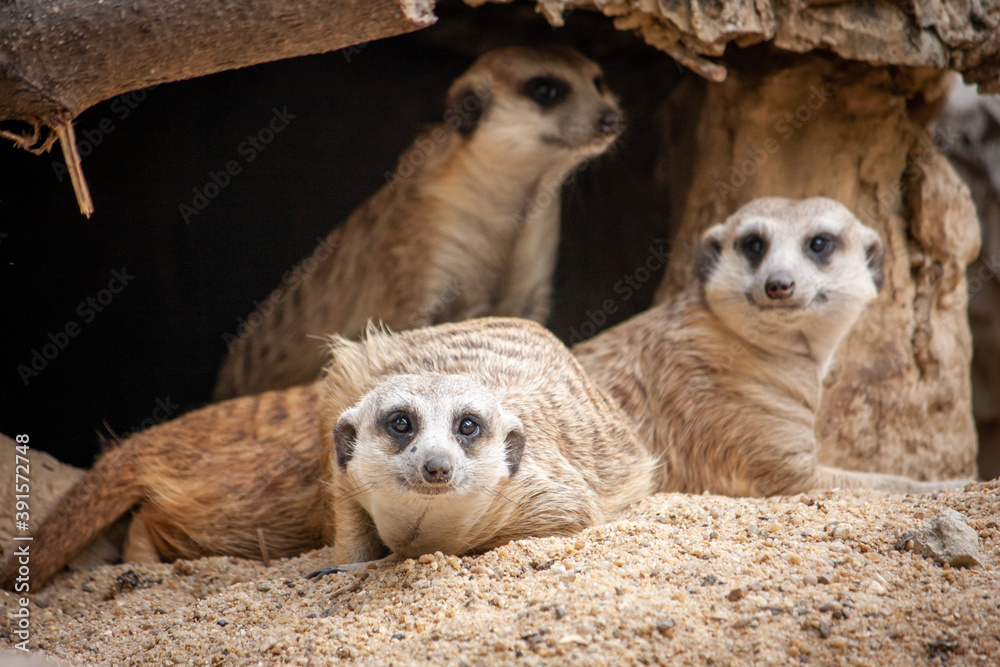 Fototapeta premium Several meerkats lay together on the barren sand