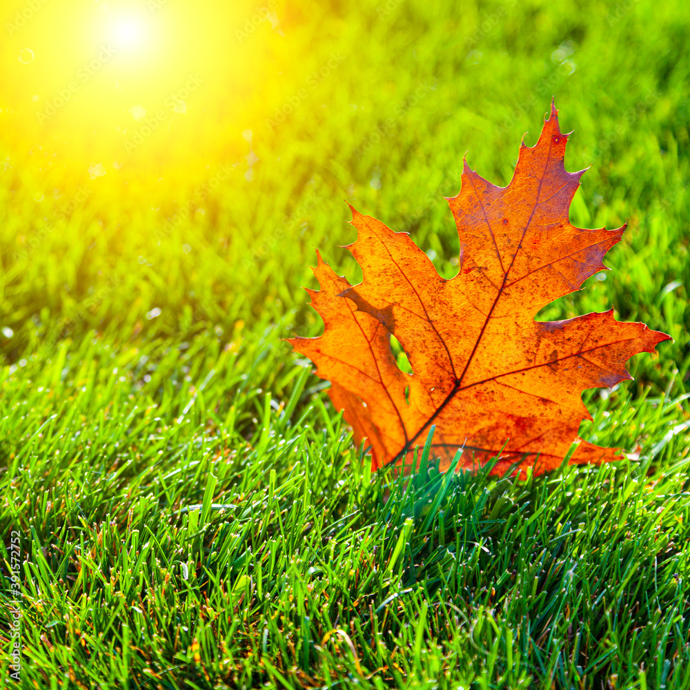 Bright orange autumn leaf on a green lawn.