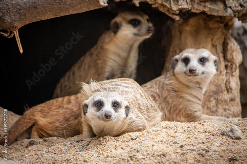 Several meerkats lay together on the barren sand