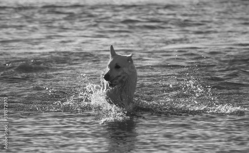 dogn in water photo