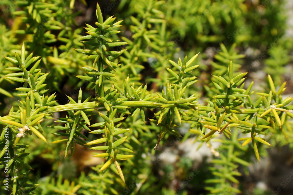 Prickly Asparagus (Asparagus aphyllus) Prickly Asparagus (Asparagus aphyllus)