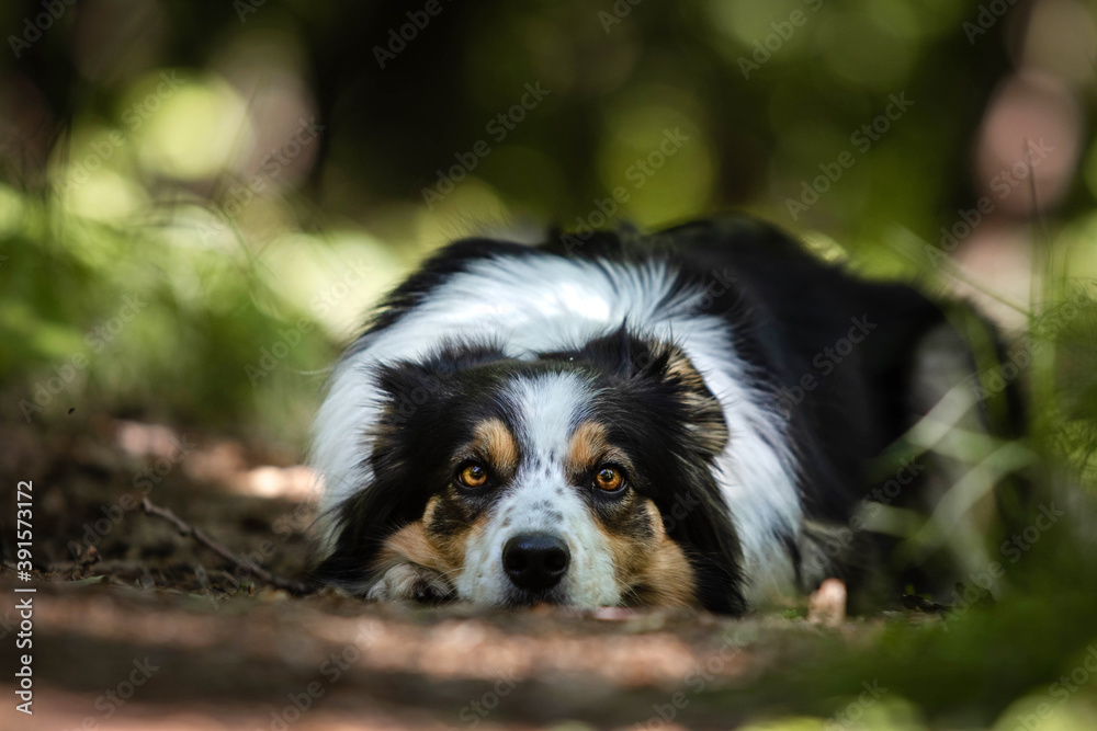 border collie on the grass