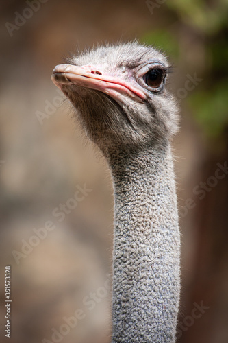 close up to the face of ostrich and blurred background
