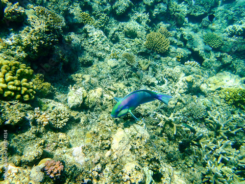 Parrotfish in the Great Barrier Reef