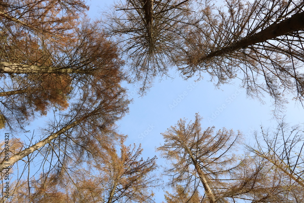 Fototapeta premium Blick durch kaputte Bäume in den Himmel