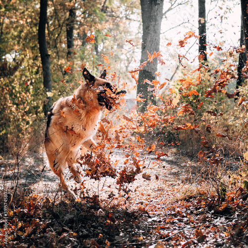 Fototapeta Naklejka Na Ścianę i Meble -  A Sheepdog jumps and plays with dry yellow leaves in the Park. Adorable adult dog of breed a German shepherd walks in the autumn woods, and catches the leaves with his teeth. Square image.