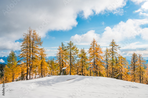 Beautiful larch tress surrounded with early snow during autumn.