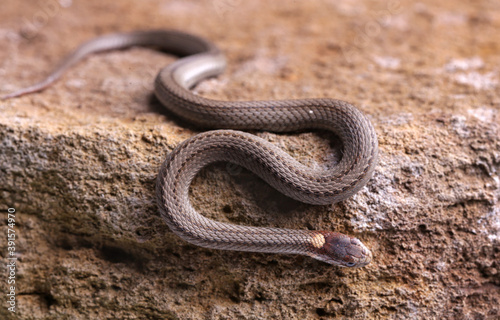 Baby Northern red belly snake crawling on a rock