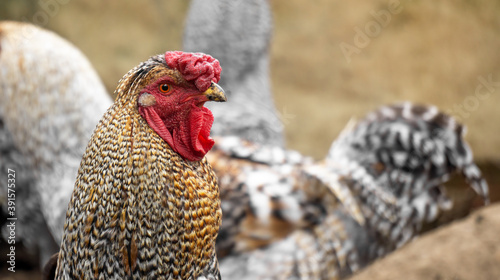 healthy rooster or hen in an ecological and natural farm with copy space