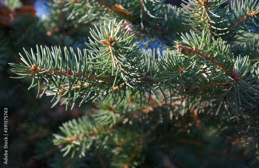 green fir tree branch