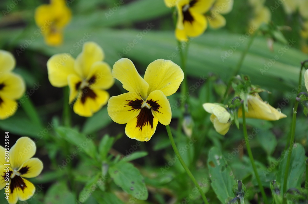 yellow flower yellow flower