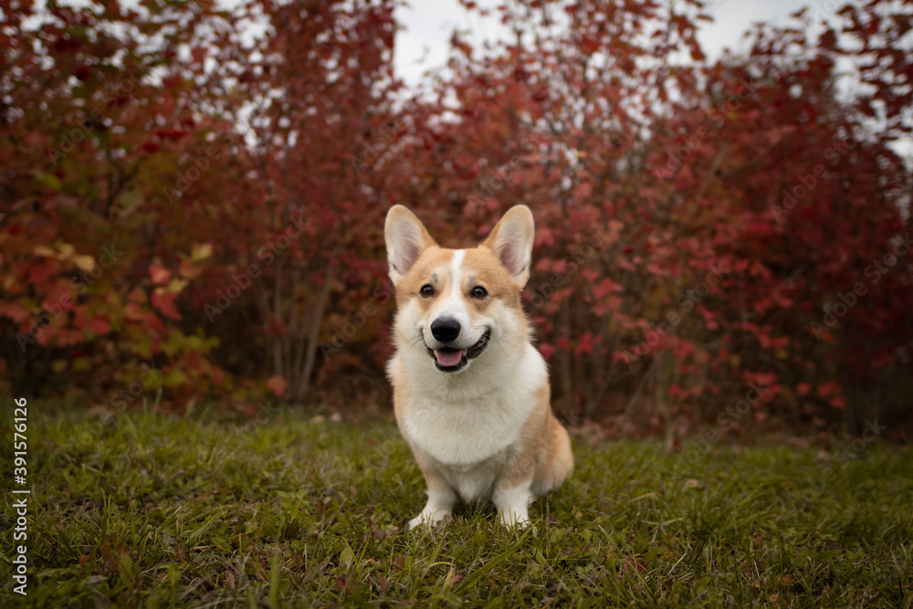 dog in the park