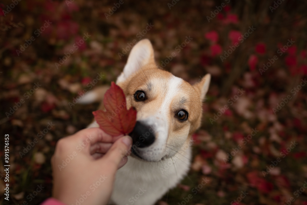 portrait of a dog portrait of a dog