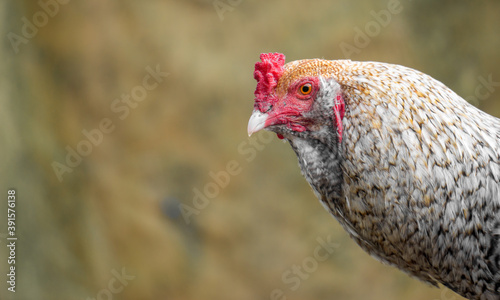 healthy rooster or hen in an ecological and natural farm with copy space